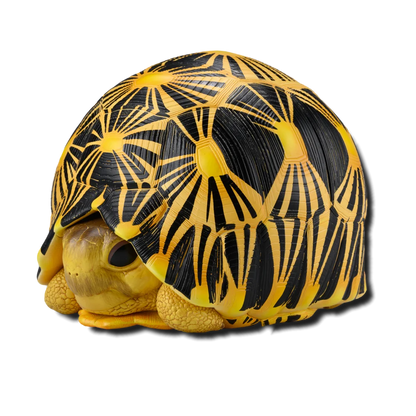 Radiated Tortoise | Astrochelys Radiata