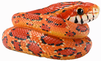 Corn Snake | Pantherophis Guttatus