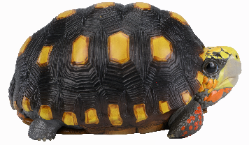 Red-footed Tortoise | Chelonoidis Carbonarius