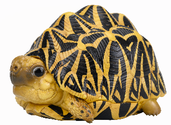 Indian Star Tortoise | Geochelone Elegans