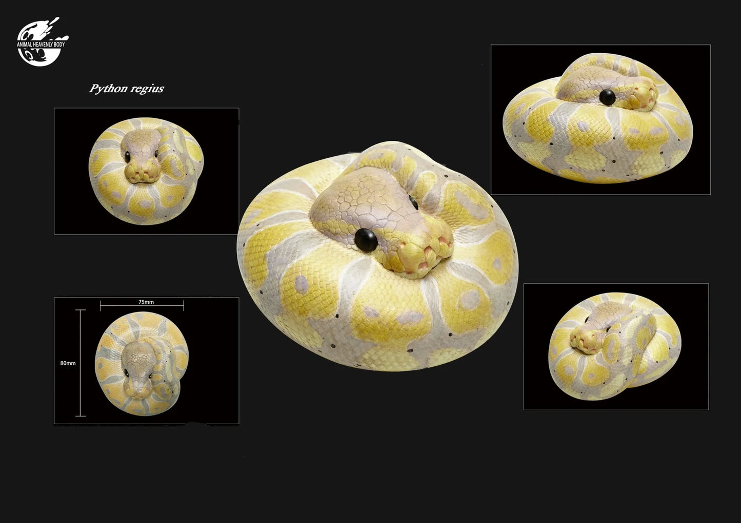 Ball Python Light (Python regius)