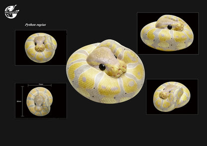 Ball Python Light (Python regius)