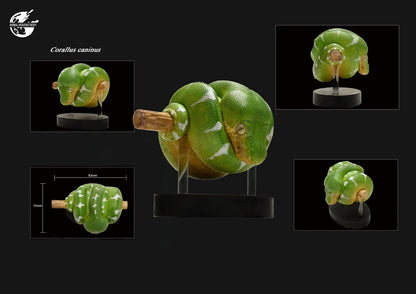 Emerald Tree Boa | Corallus Caninus