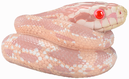 Corn Snake (Coral Snow) | Pantherophis Guttatus