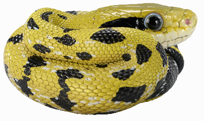 Beauty Rat Snake | Elaphe Taeniura Friesei